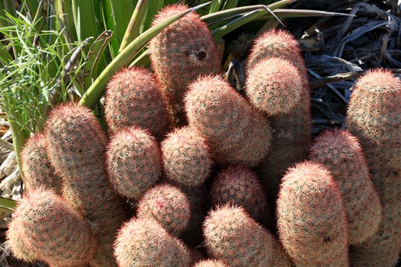 Echinocereus dasyacanthus