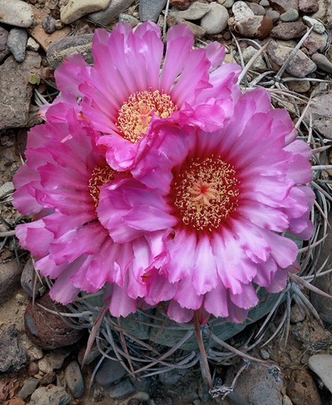 Echinocactus horizonthalonius