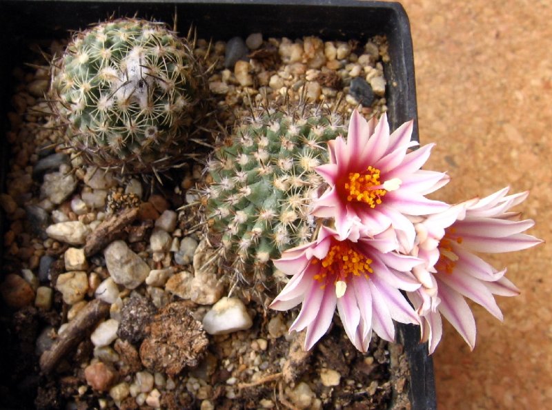 Turbinicarpus saueri