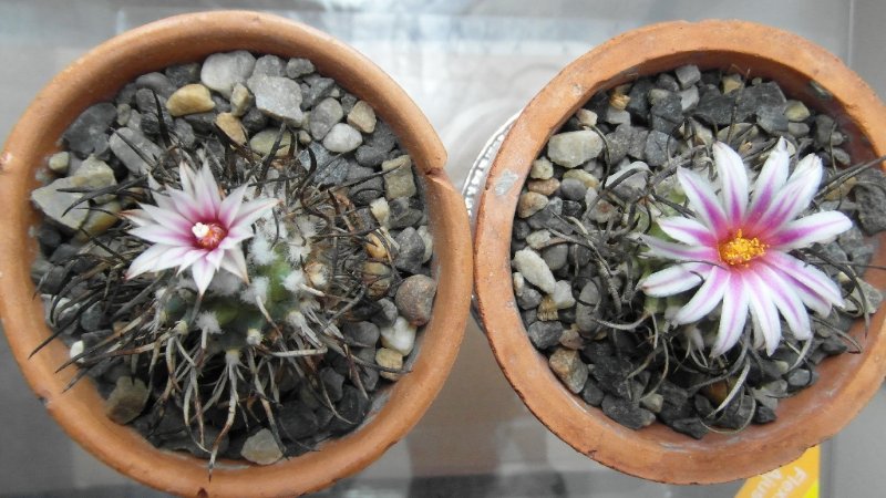 Turbinicarpus schmiedickeanus 29.JPG