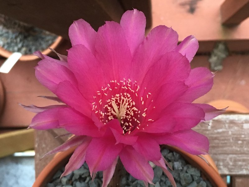 E. 'Pink Charm', a gB hybrid, from Gary Buie in Georgia, USA