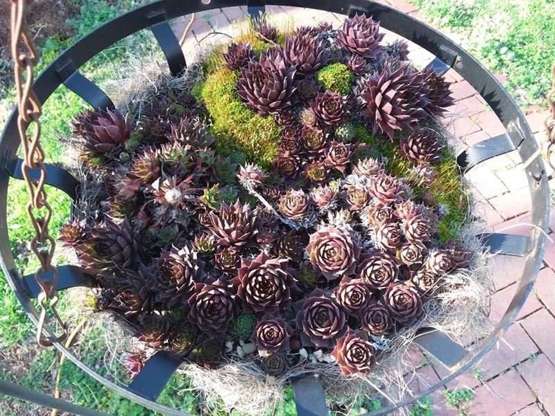 53.1 Hens & Chicks at the End of Winter 20180227_165018.jpg
