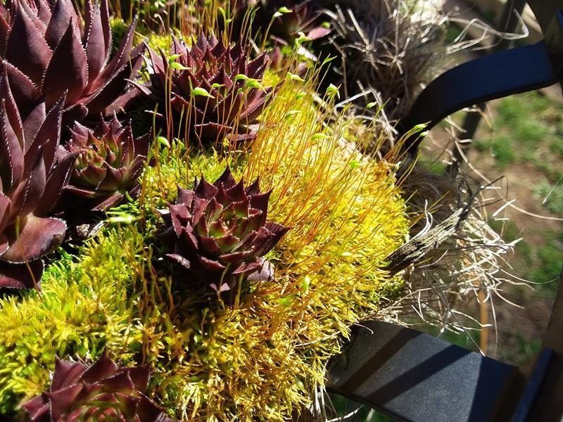 53.2 Hens & Chicks at the End of Winter (with moss) 20180302_143002.jpg