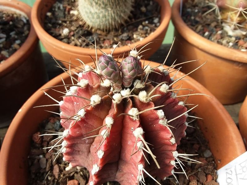 Gymnocalycium mihanovichi.jpg