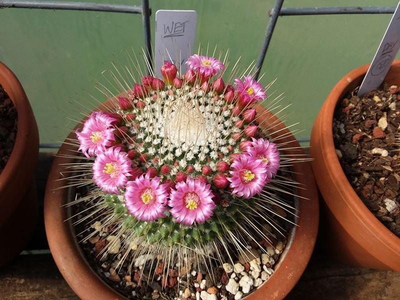 Mammillaria spinosissma 'un pico'.jpg