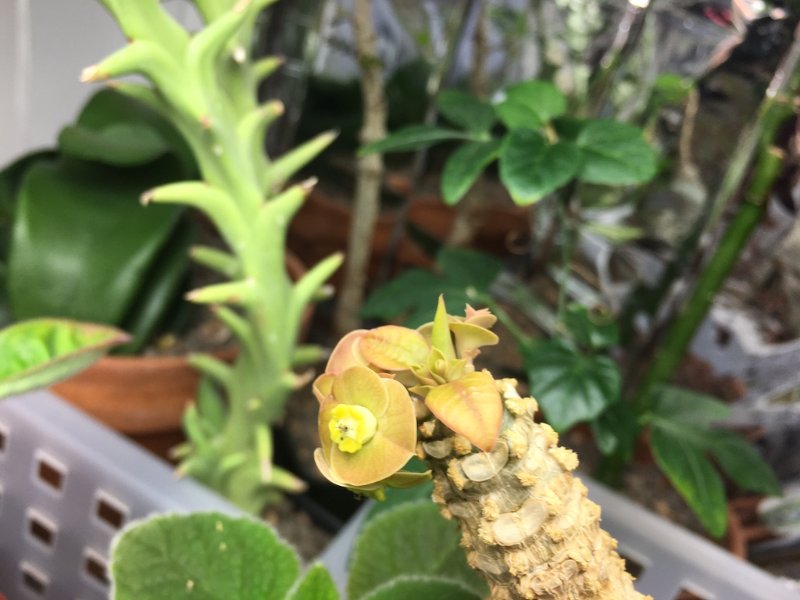 Euphorbia maromokotrensis is bloom! Very pretty species overall, like ankarensis but with hanging stems and better flowers.