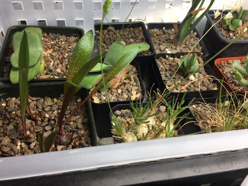 Ledebouria galipinii pan and my Ornithogalum sardienii clumps are growing well too. I really am starting to love bulbs...