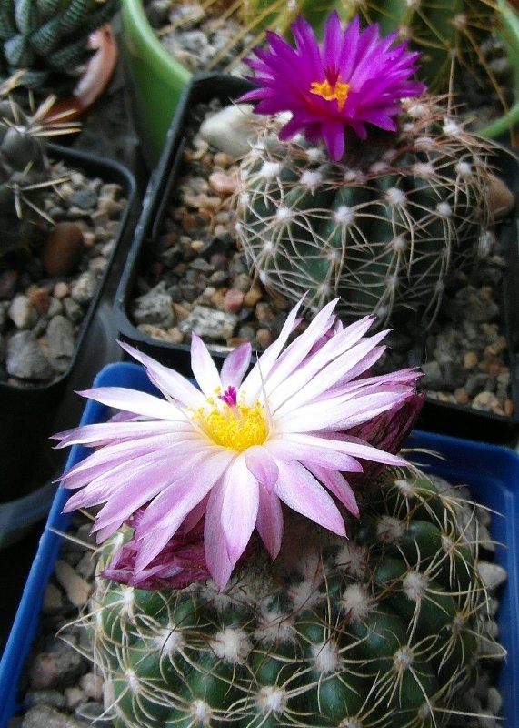 Notocactus uebelmannianus.