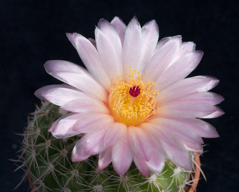 Notocactus uebelmannianus.jpg