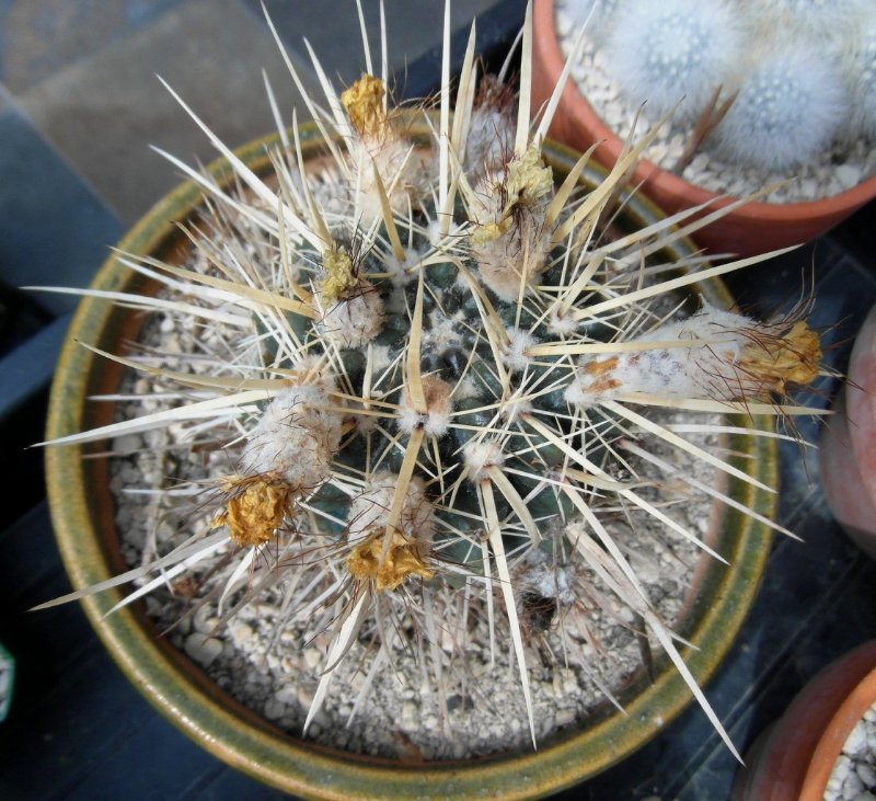Notocactus turecekianus.jpg
