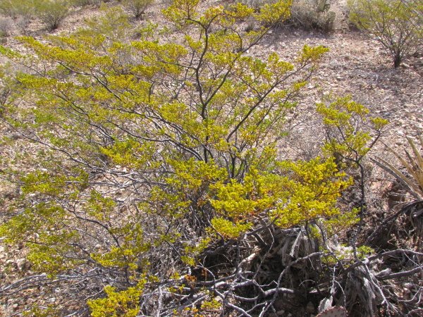 Creosote Bush.JPG