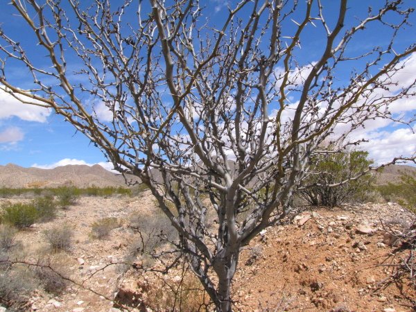 Mesquite Tree2.JPG