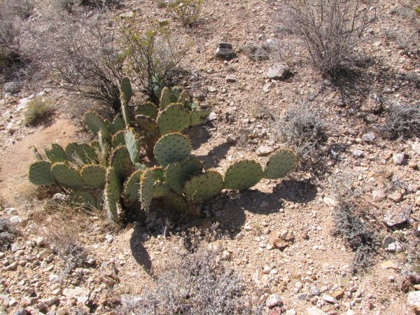 Opuntia sp.JPG