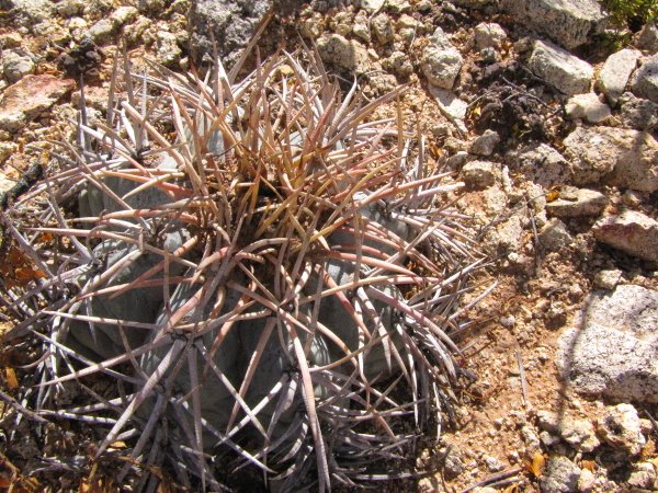 Echinocactus horizonthalonius2.JPG