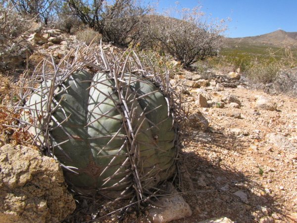 Echinocactus horizonthalonius3.JPG