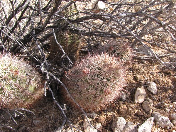 E_dasyacanthus and E. coccineus1.JPG