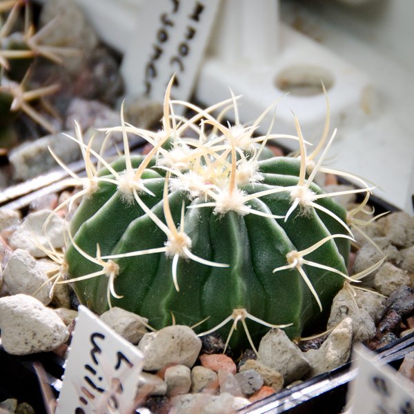 Echinocactus texensis