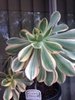 Aeonium 'Sunburst' - Copper Pinwheel 1.jpg