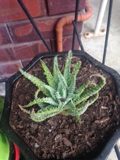 Aloe Humilis - Spider Aloe.JPG