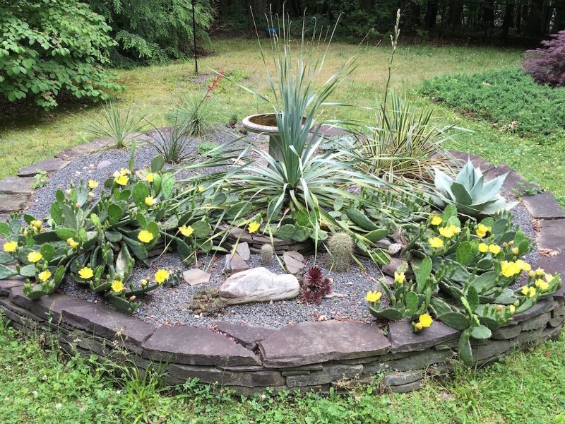 Hardy succulent bed