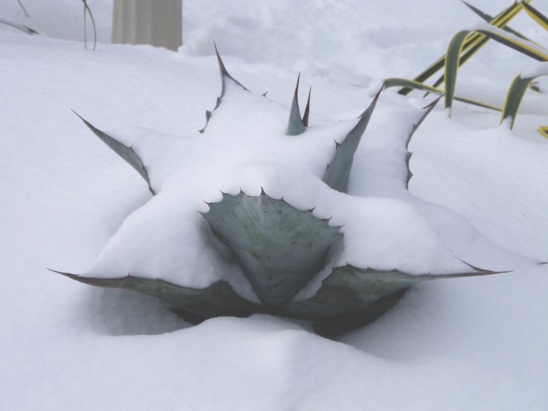 Agave ovatifolia in dead of winter