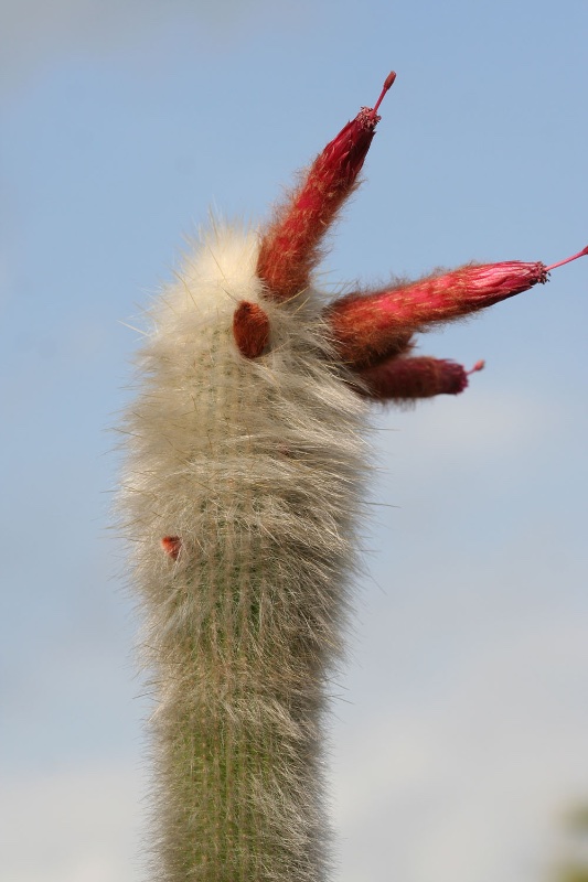 Cleistocactus strausii – Silver Torch Cactus
