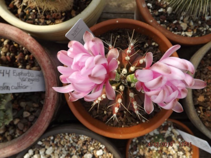 Gymnocalycium mihanovichi v. rysanekianum.jpg