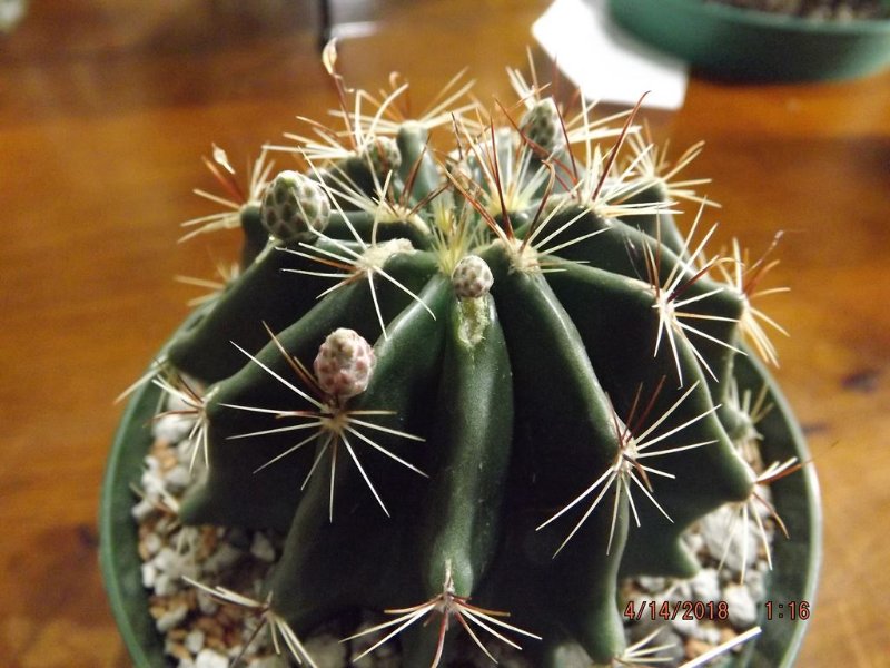 Hamatocactus setispinus.jpg