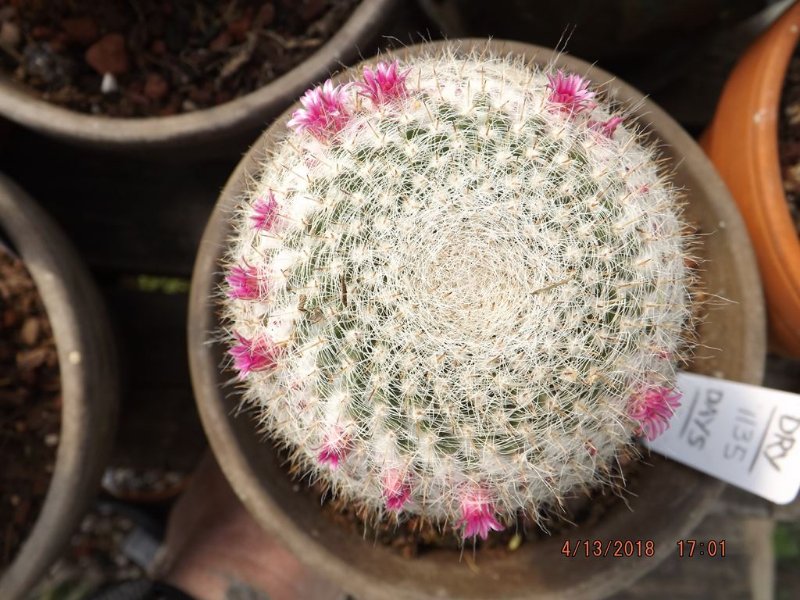 Mammillaria dixantocentron.jpg