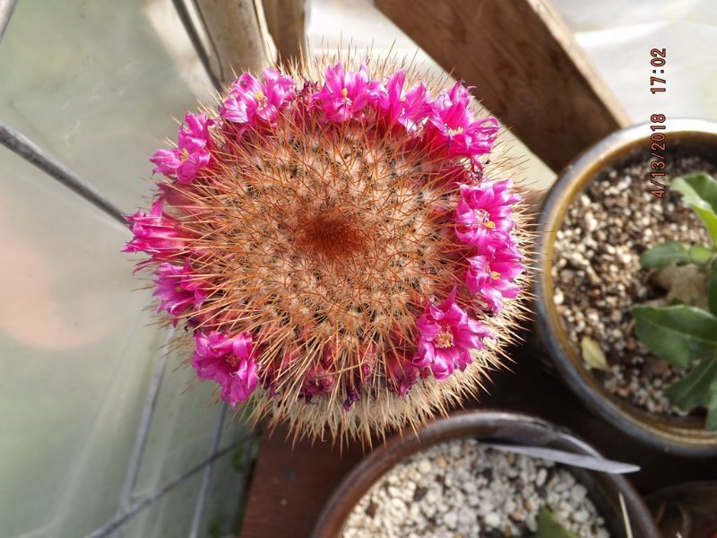 Mammillaria spinosissima.jpg