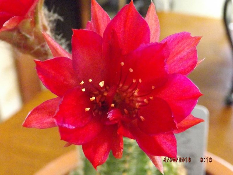 3) Echinopsis chamaecereus.jpg