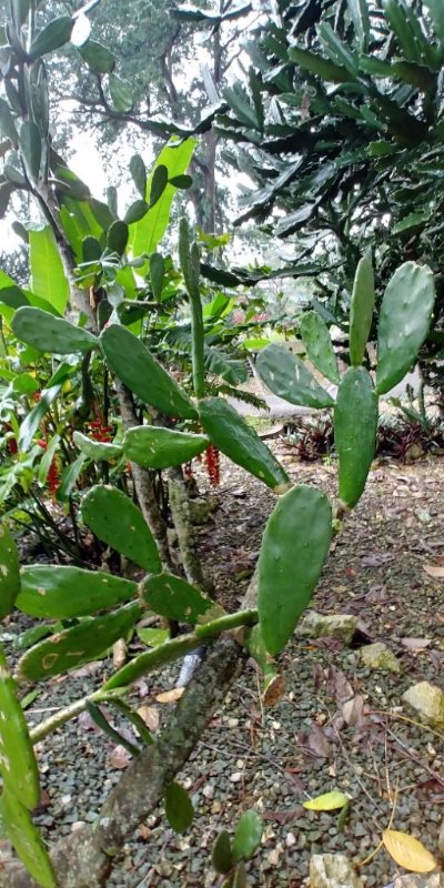 an Opuntia