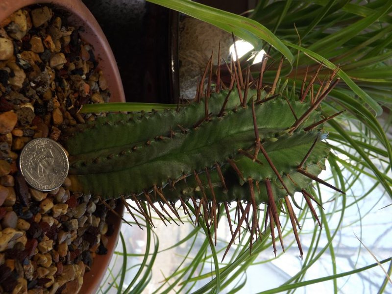 1 2016-11-23  Euphorbia horrida noorsveldensis red DSCF7319.jpg