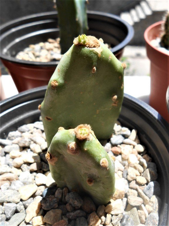 Two pads that I rooted from an Opuntia vulgaris are showing signs of growth