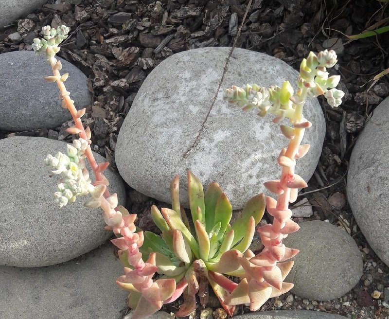 Dudleya species