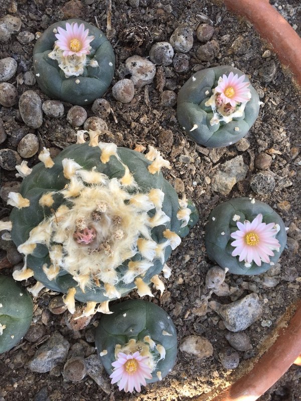 Lophophora 1