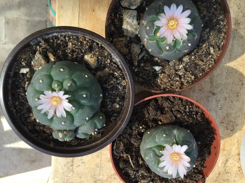 Lophophora 2