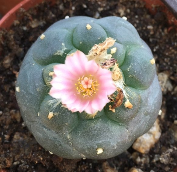 Lophophora 3