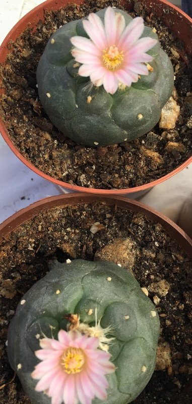 Lophophora 4