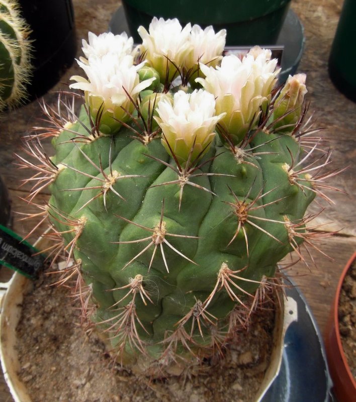 G. saglionis, a greenhouse plant in Canada.