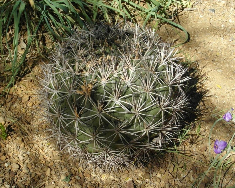 G. saglionis, shot in Arizona.