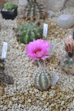 Echinocereus bristolii