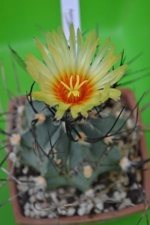 Astrophytum capricorne var. nudum crassispinoides