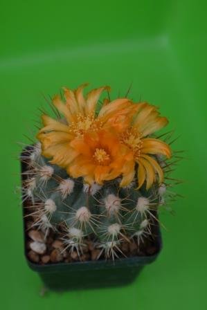 Parodia