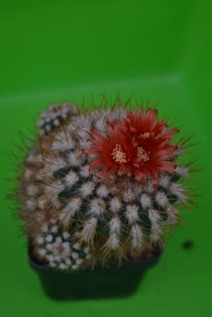 Parodia schwebsiana