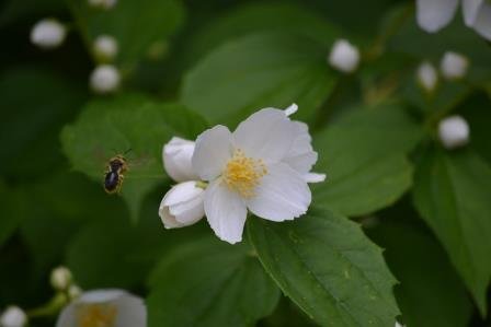 Bee in landing attempt