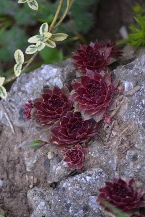 Sempervivum