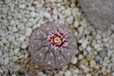 Gymnocalycium asterias (?)