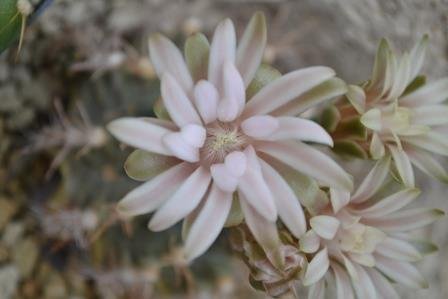 Gymnocalycium pungens (?)