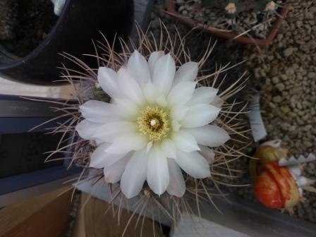 Gymnocalycium monvillei